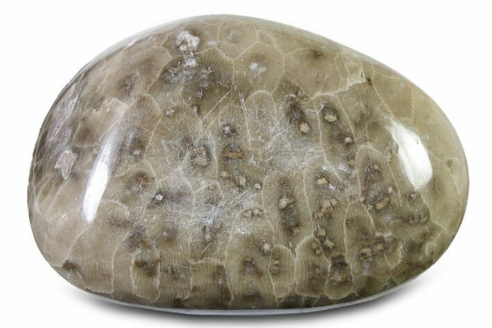 Polished Petoskey Stone (Fossil Coral) - Michigan #322884